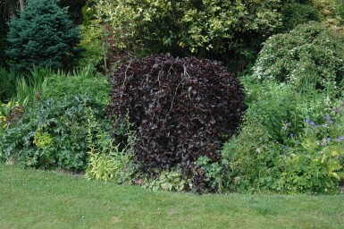 Fagus sylvatica 'Purpurea Pendula' port pleureur 120cm tronc