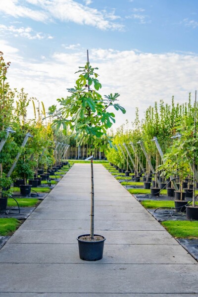 Ficus carica haute-tige 14/16