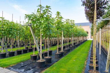 Ficus carica haute-tige 14/16