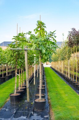 Ficus carica haute-tige 14/16