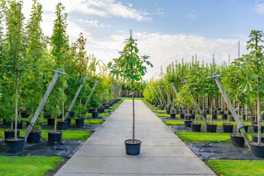 Ficus carica haute-tige 14/16