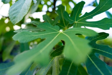 Ficus carica haute-tige 14/16