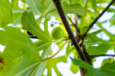 Ficus carica haute-tige 14/16