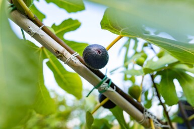 Ficus carica haute-tige 14/16