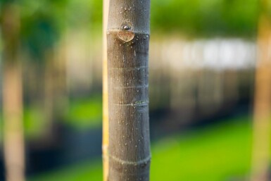 Ficus carica haute-tige 14/16
