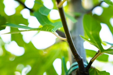 Ficus carica haute-tige 14/16