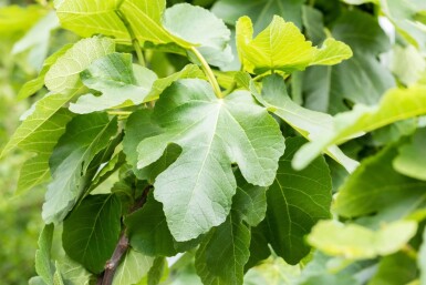 Ficus carica cépée 200-250