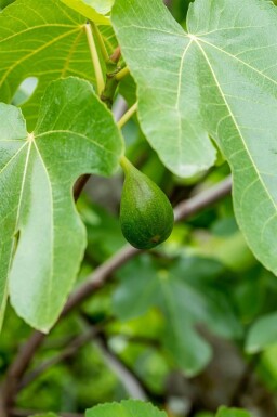 Ficus carica cépée 200-250