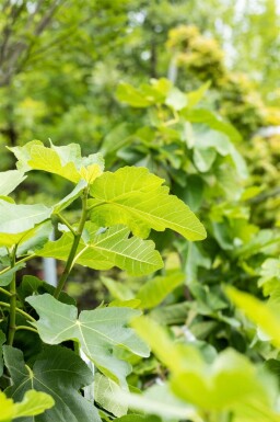 Ficus carica cépée 200-250