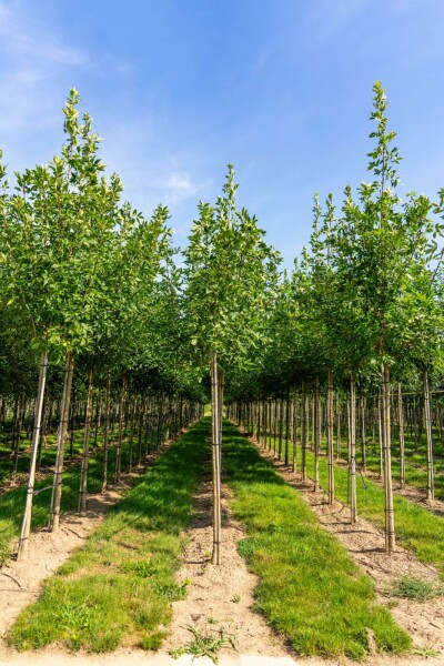 Fraxinus americana haute-tige 10/12