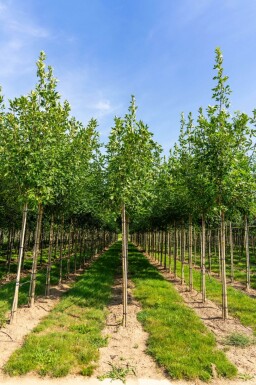 Fraxinus americana haute-tige 10/12