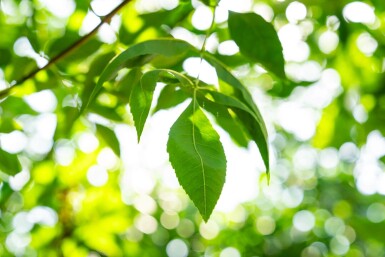 Fraxinus americana haute-tige 10/12