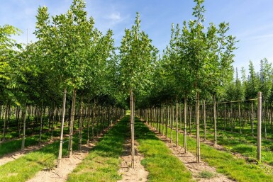 Fraxinus americana haute-tige 10/12