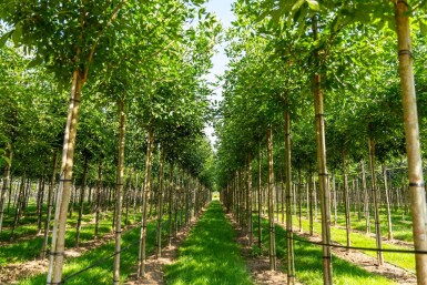 Fraxinus americana haute-tige 10/12