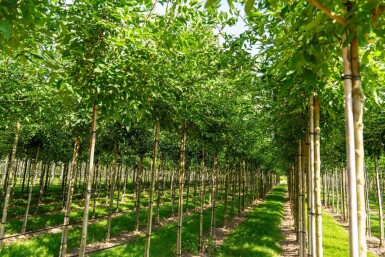 Fraxinus americana haute-tige 10/12