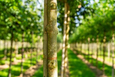 Fraxinus americana haute-tige 10/12