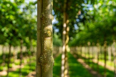 Fraxinus americana haute-tige 10/12