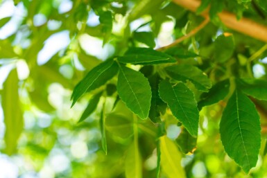 Fraxinus americana haute-tige 10/12