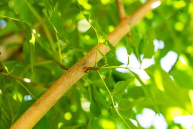 Fraxinus americana haute-tige 10/12