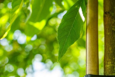 Fraxinus americana haute-tige 10/12
