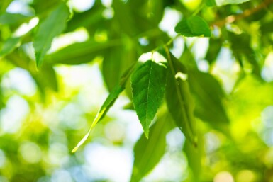 Fraxinus americana haute-tige 10/12