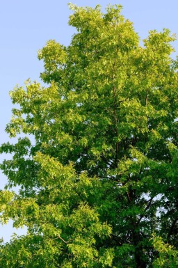 Fraxinus americana 'Skyline' haute-tige