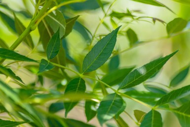 Fraxinus angustifolia 'Raywood' cépée 250-300