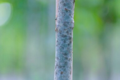 Fraxinus angustifolia 'Raywood' cépée 250-300