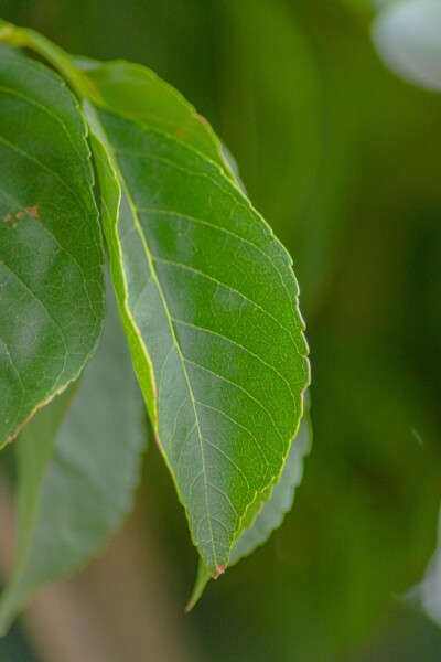 Fraxinus excelsior 'Nana' boule sur tige 10/12 225cm tronc