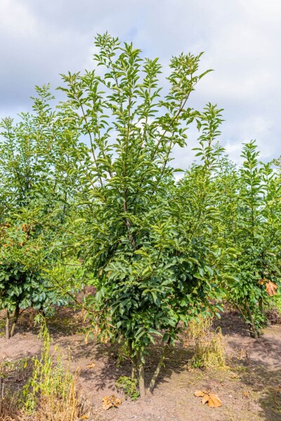 Fraxinus ornus cépée 400-450