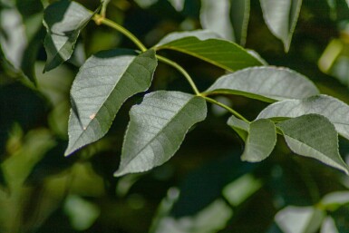 Fraxinus ornus cépée 400-450