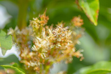 Fraxinus ornus cépée 400-450