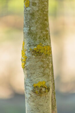 Fraxinus ornus cépée 400-450
