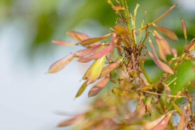 Fraxinus ornus cépée 400-450