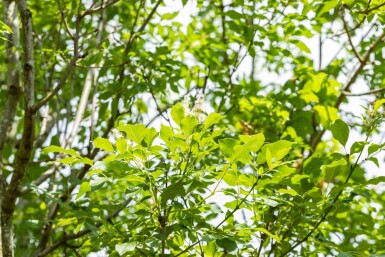 Fraxinus ornus cépée 400-450