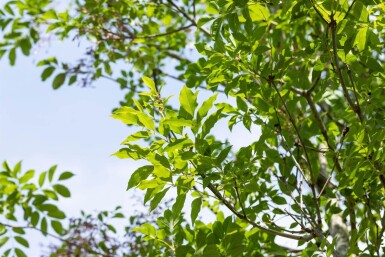 Fraxinus ornus cépée 400-450