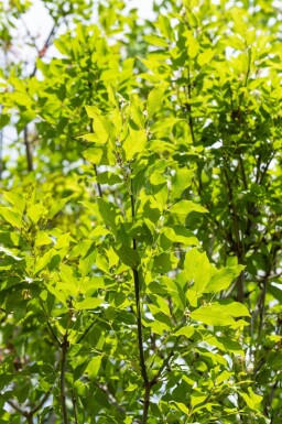 Fraxinus ornus cépée 400-450