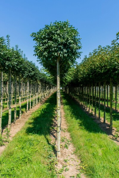 Fraxinus ornus 'Mecsek' boule sur tige 10/12 225cm tronc