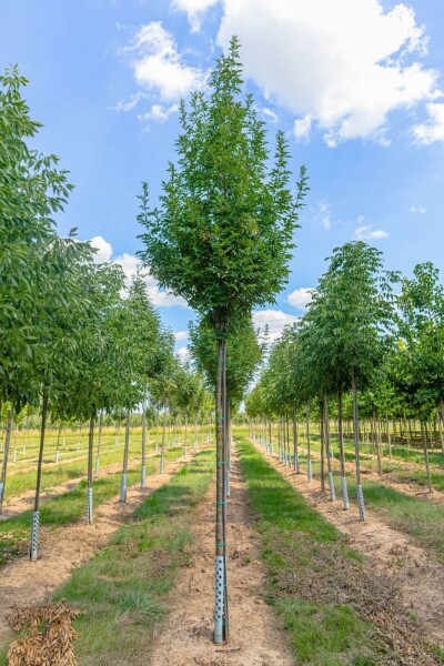 Fraxinus ornus 'Obelisk'haute-tige 10/12