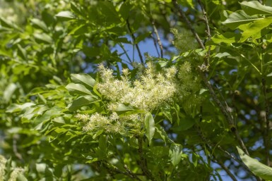Fraxinus ornus 'Obelisk'haute-tige 10/12