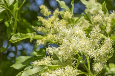 Fraxinus ornus 'Obelisk'haute-tige 10/12