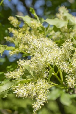 Fraxinus ornus 'Obelisk'haute-tige 10/12