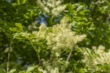 Fraxinus ornus 'Obelisk'haute-tige 10/12