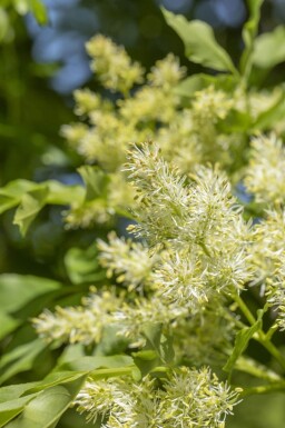 Fraxinus ornus 'Obelisk'haute-tige 10/12