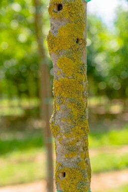 Fraxinus ornus 'Obelisk'haute-tige 10/12
