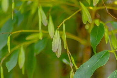 Fraxinus ornus 'Obelisk'haute-tige 10/12