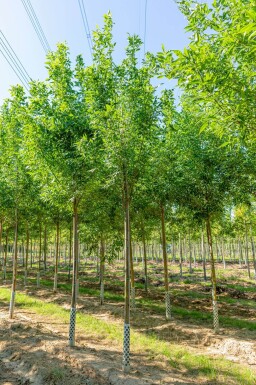 Fraxinus pennsylvanica 'Summit' haute-tige 10/12