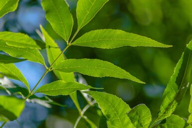 Fraxinus pennsylvanica 'Summit' haute-tige 10/12