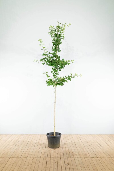 Ginkgo biloba haute-tige 10/12