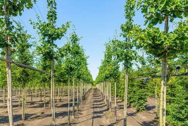 Ginkgo biloba haute-tige 10/12